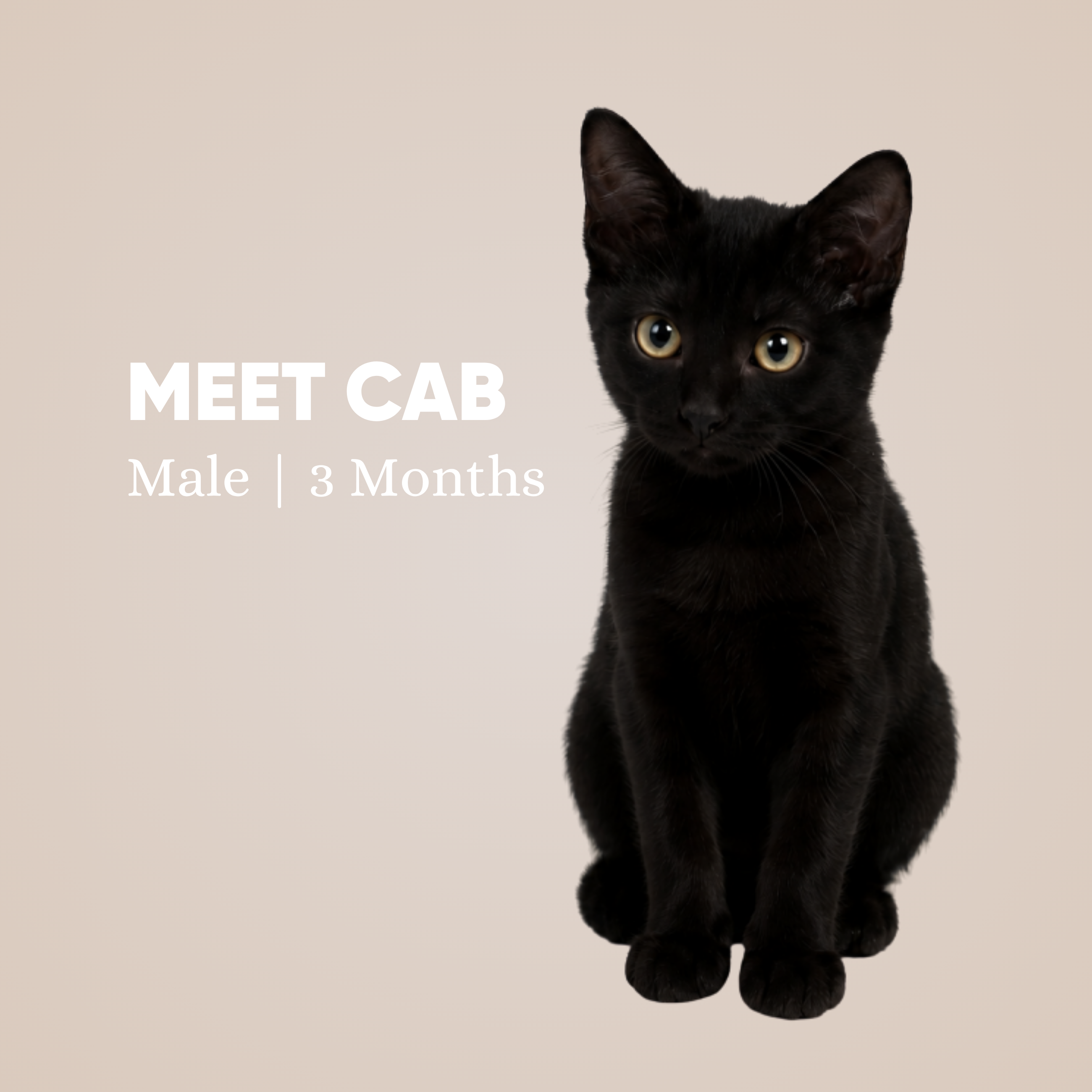 Cab