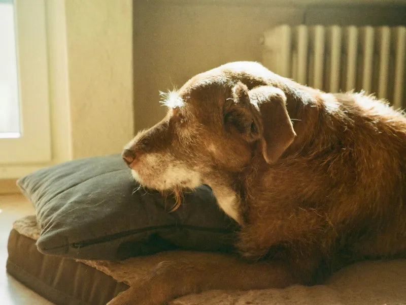 Your pet's whole life,