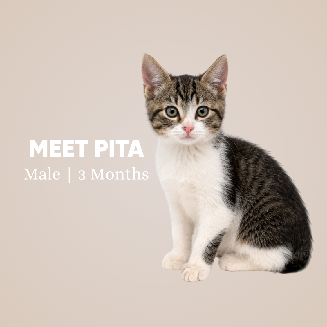 Pita