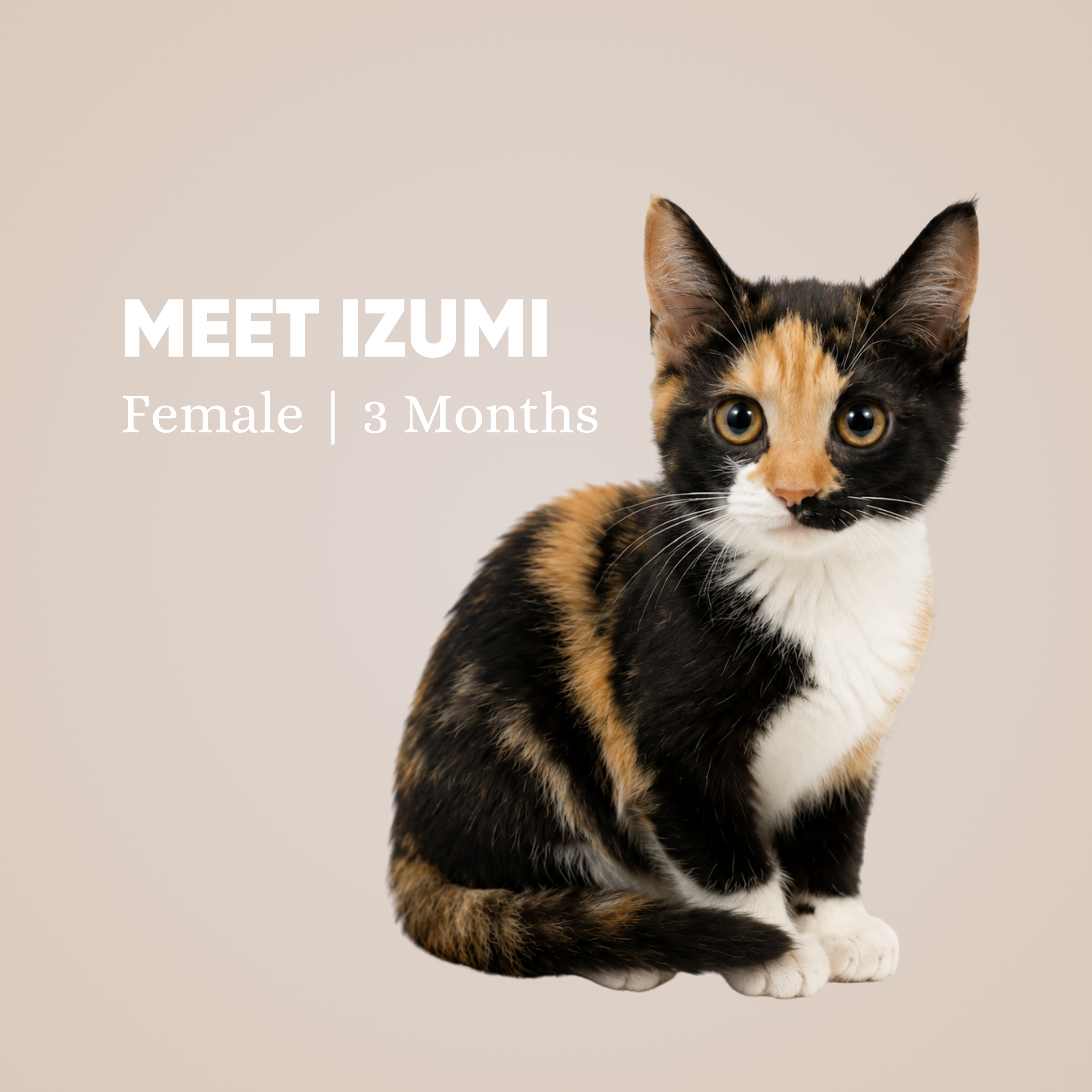 Izumi