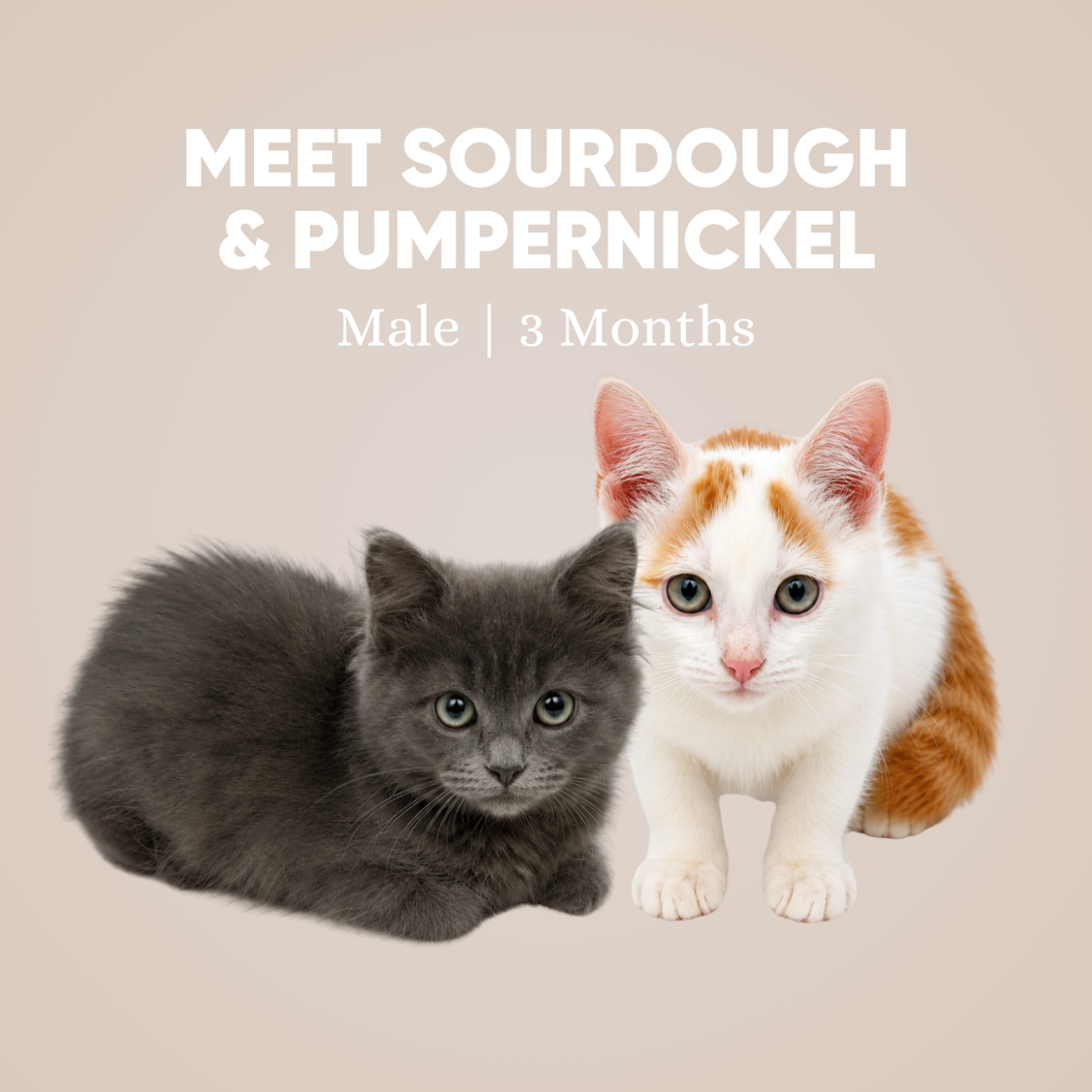 Sourdough & Pumpernickel