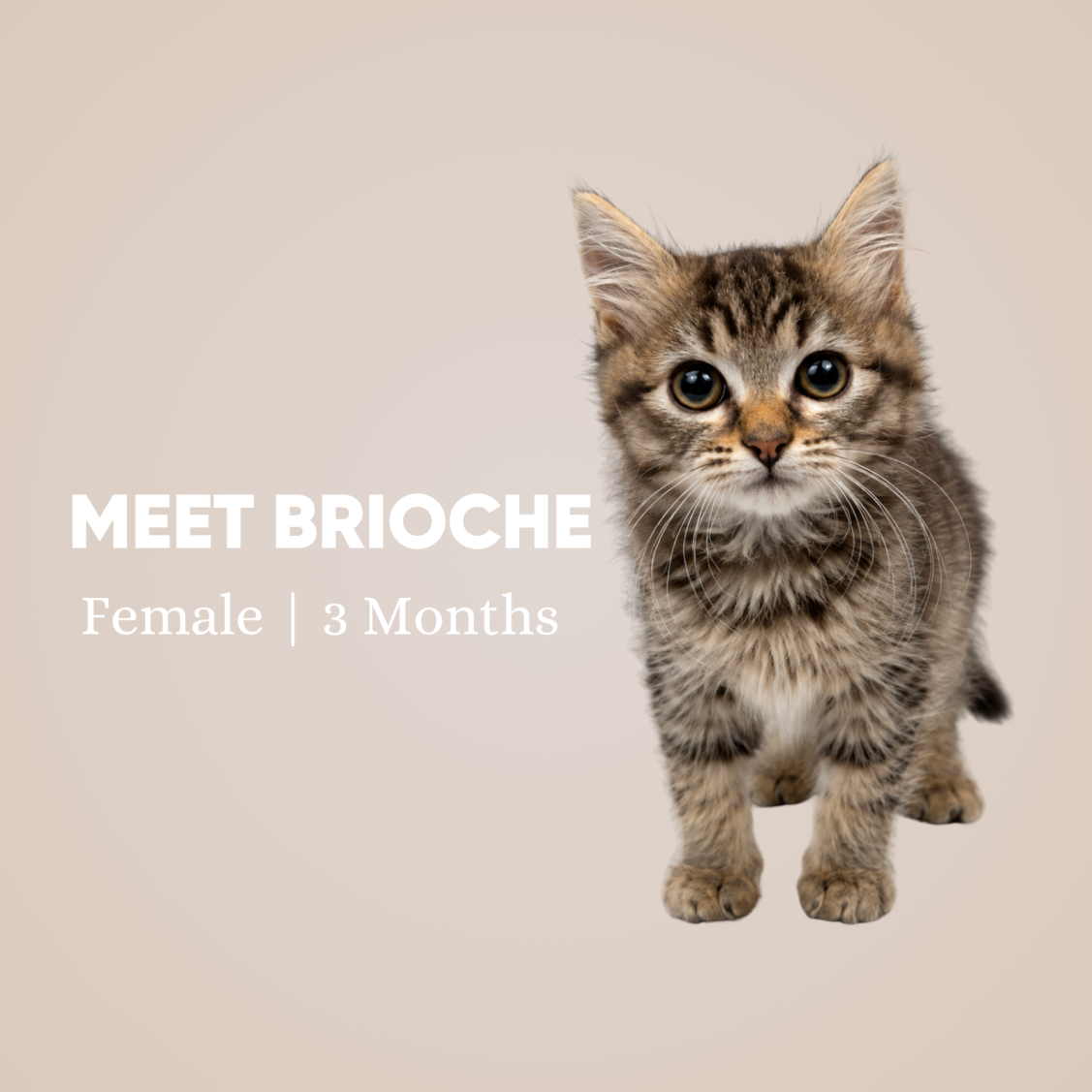 Brioche