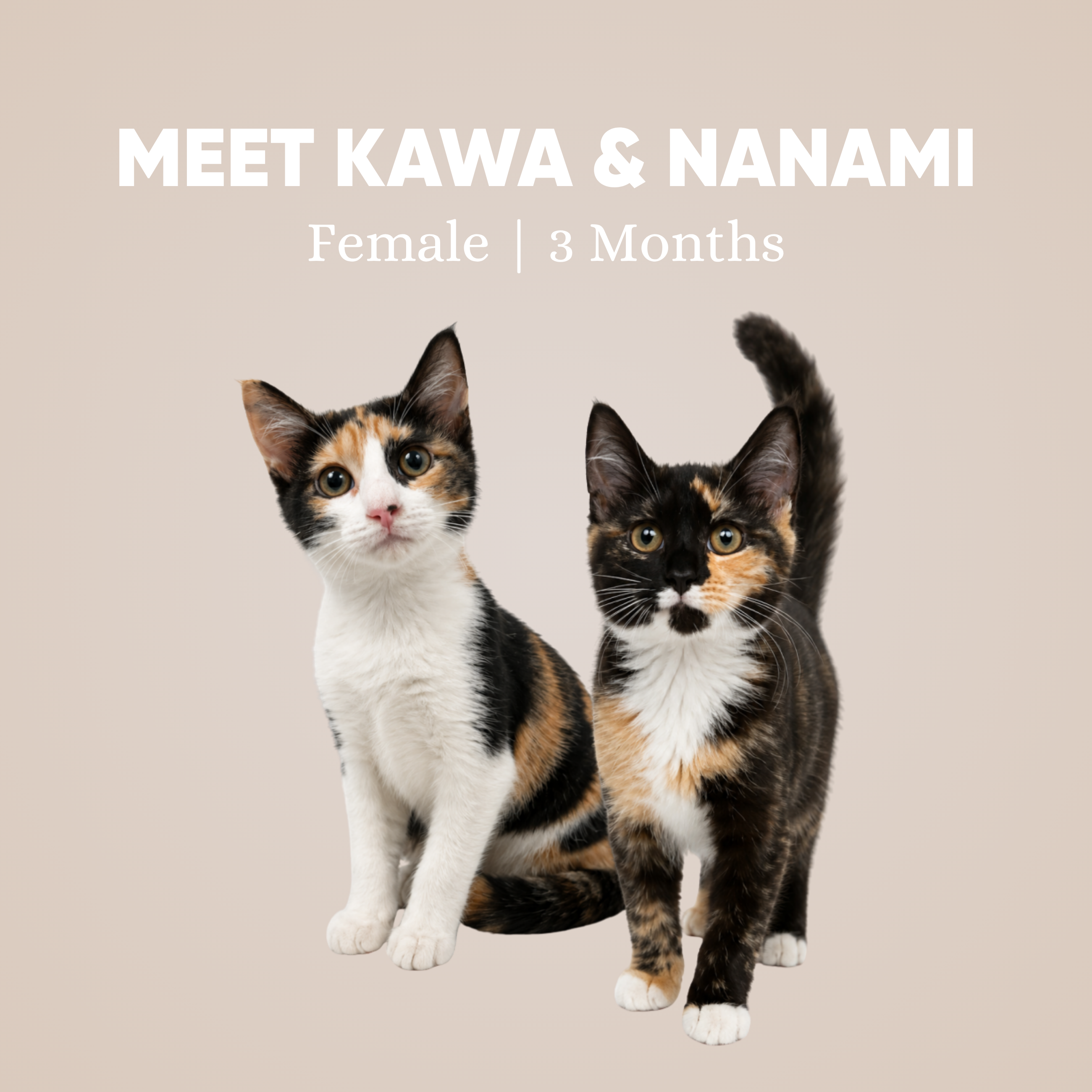 Kawa & Nanami