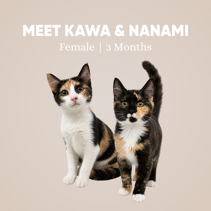 Kawa & Nanami