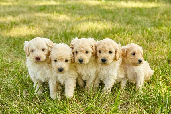 Our breeding partners