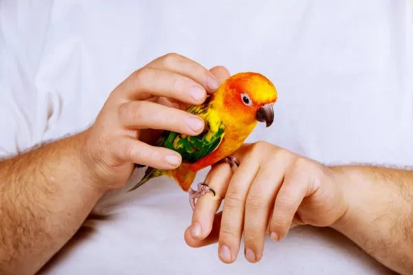 Lifetime pet support
