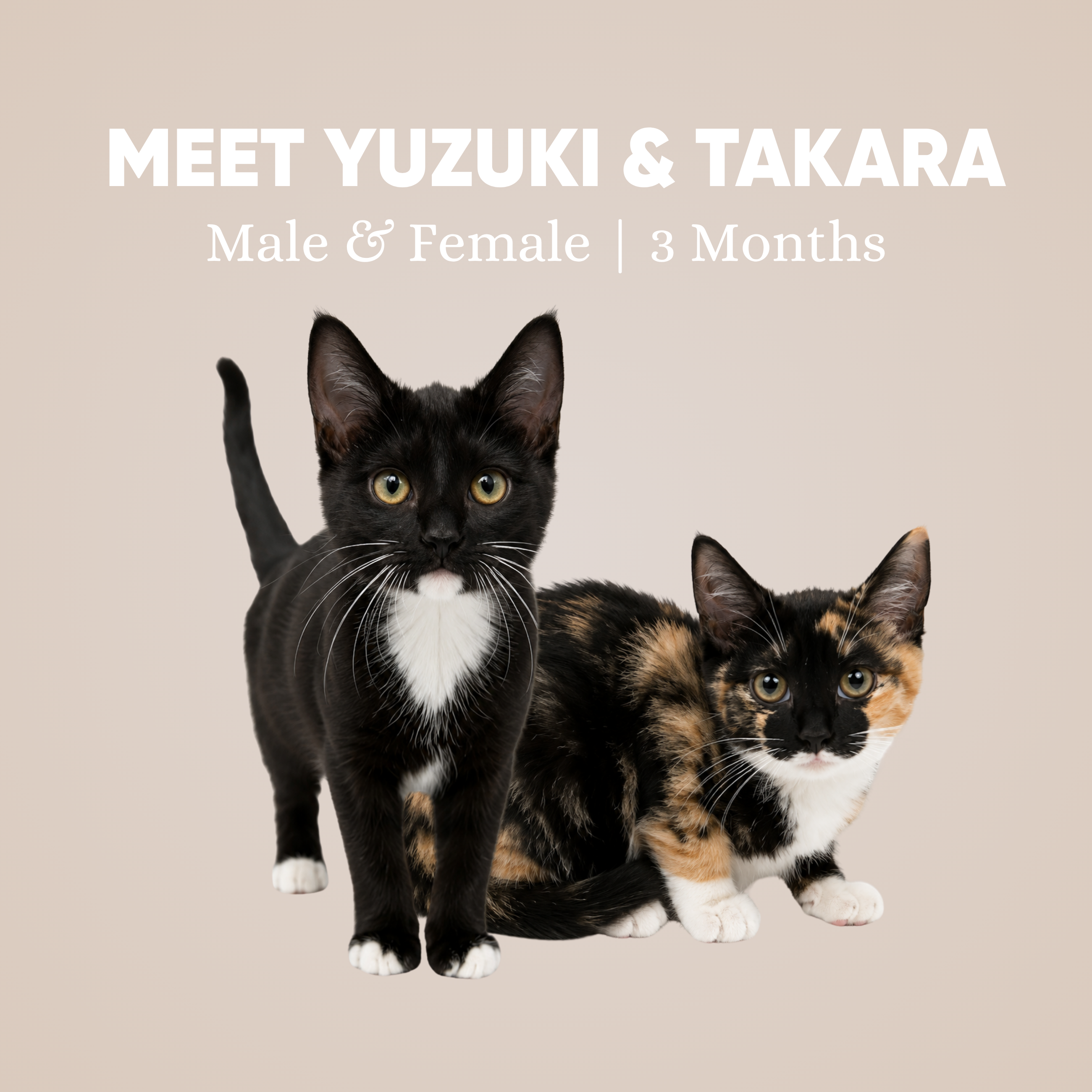 Yuzuki & Takara