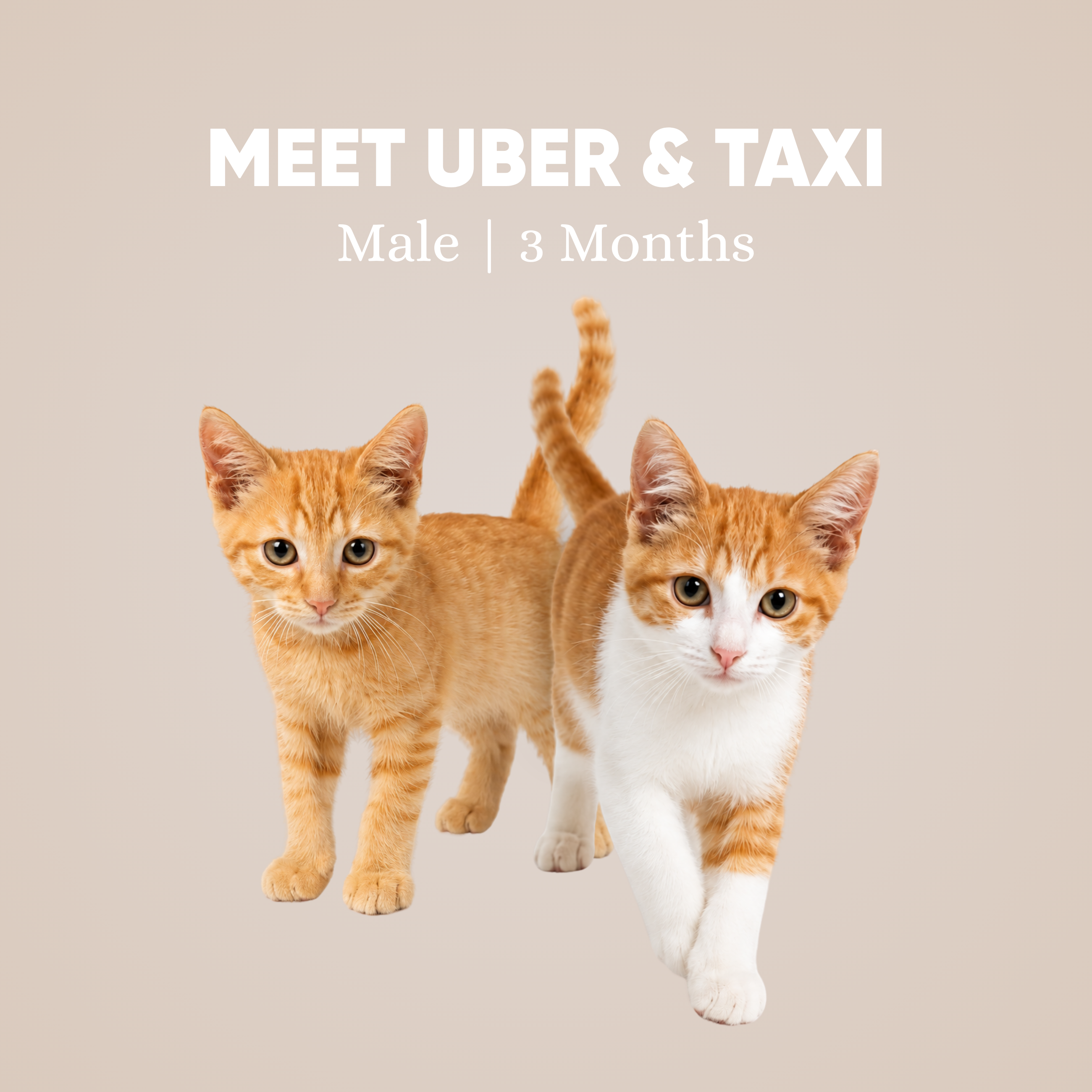Uber & Taxi