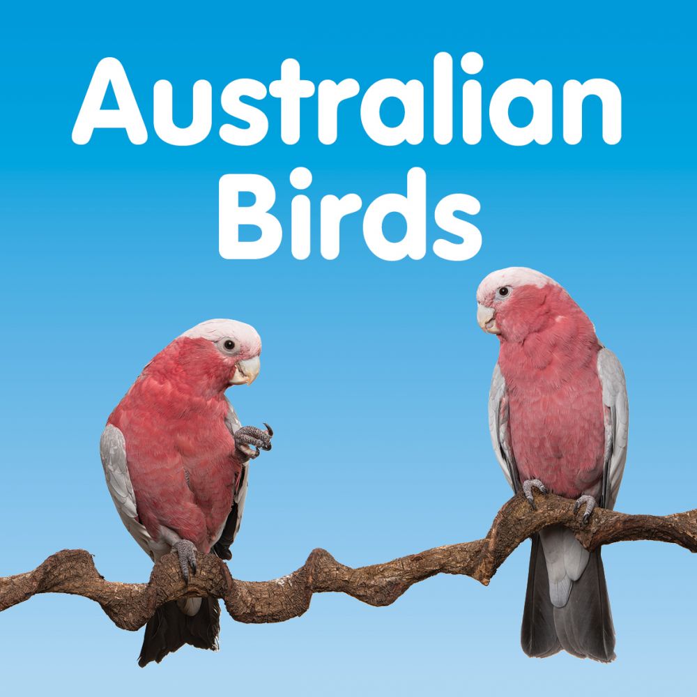 Australian Birds Board Book