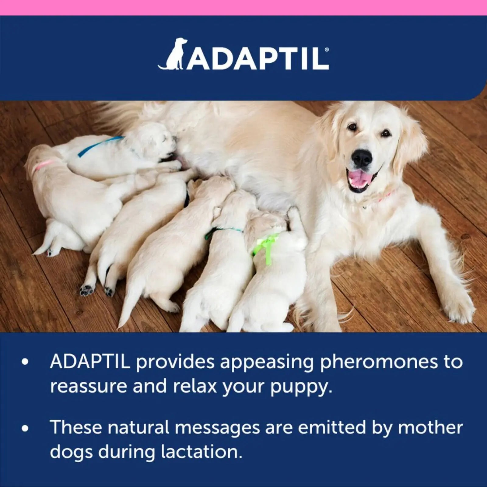 Adaptil Junior Collar Adaptil
