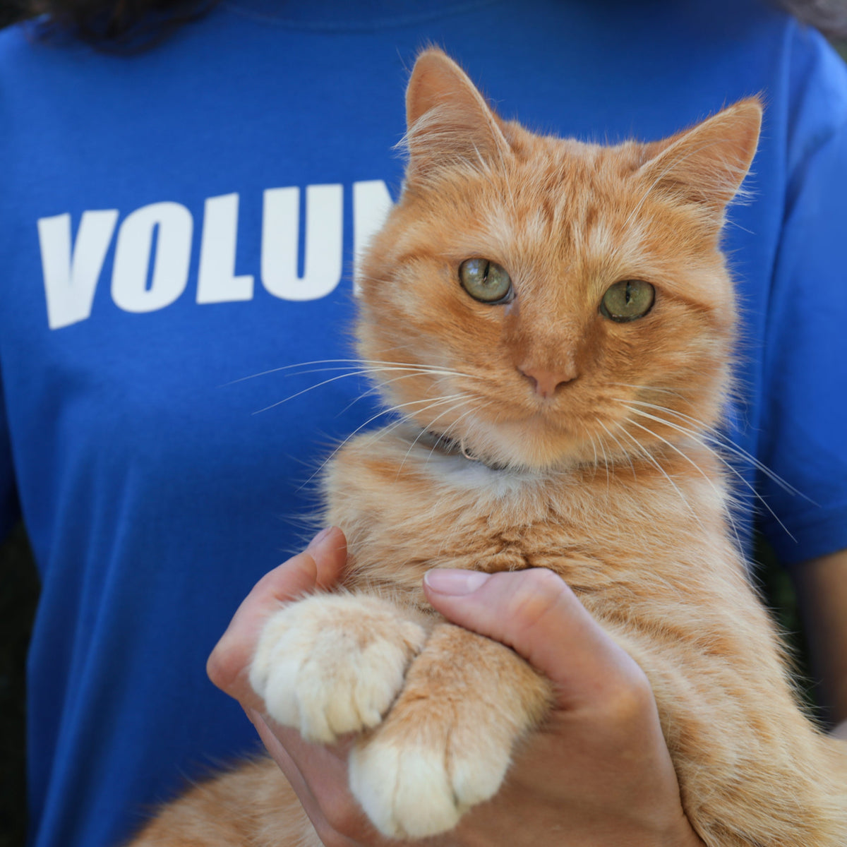 Adoptable cats and Kittens