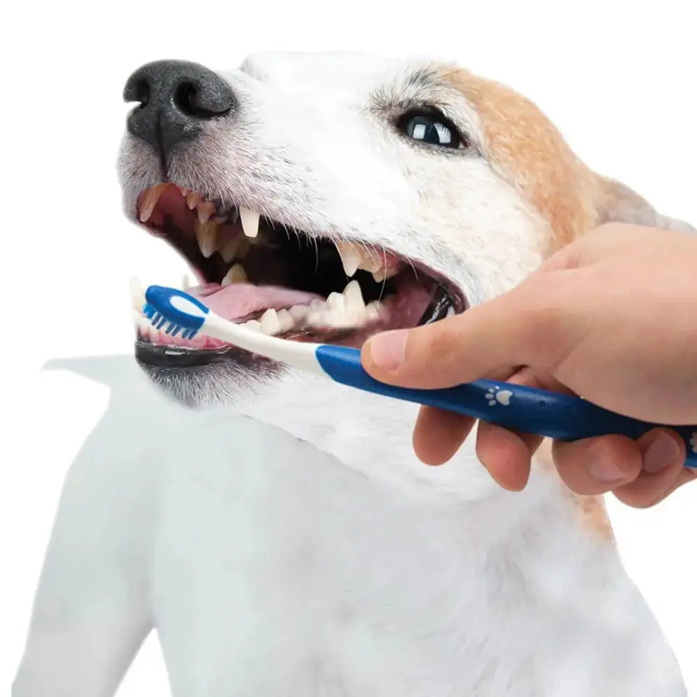 Advanced Oral Care Puppy Dental Kit Nylabone