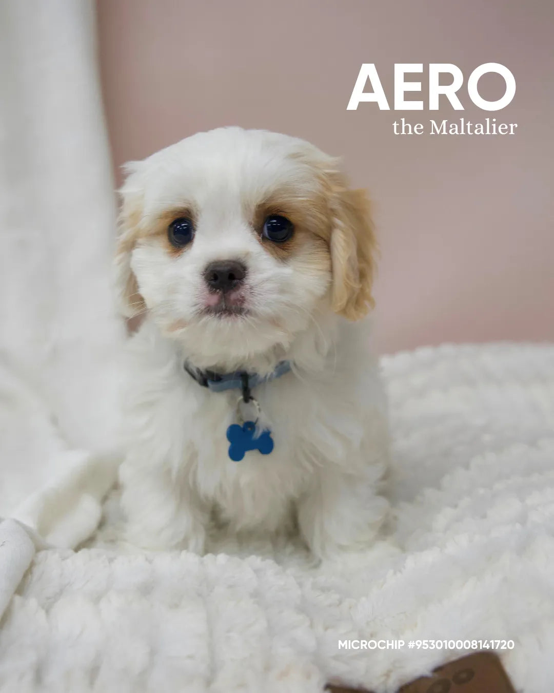 Aero
