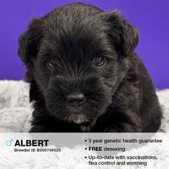 Albert the Schnoodle