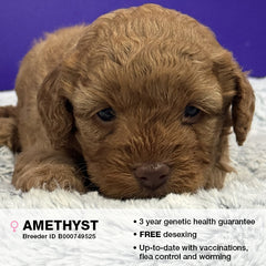 Amethyst the Cavoodle