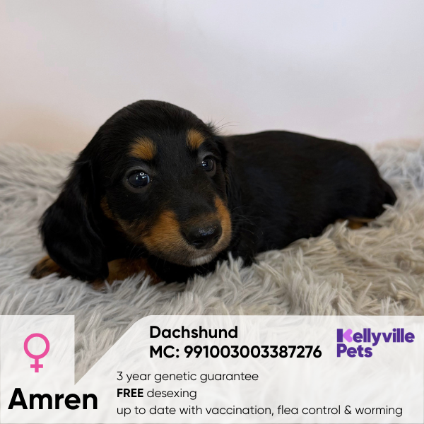 Amren