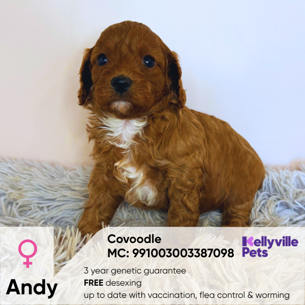 Andy