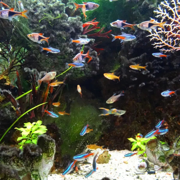 Fish Available