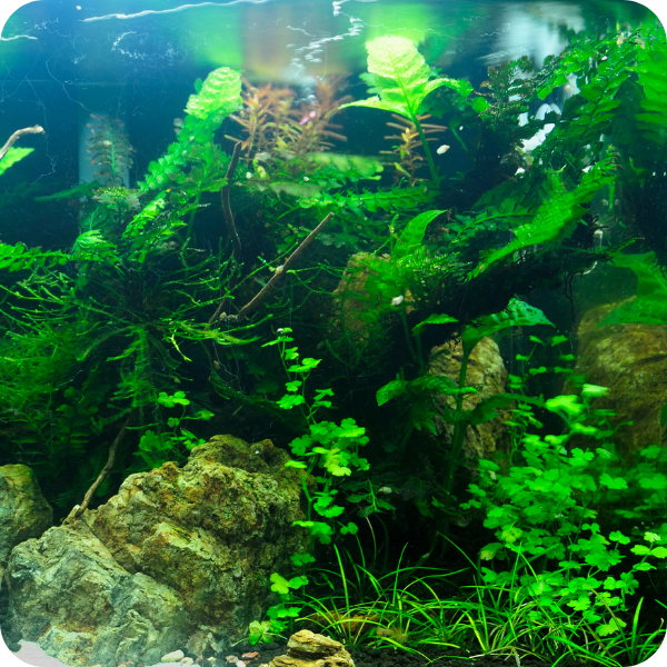 Live Aquarium Plants