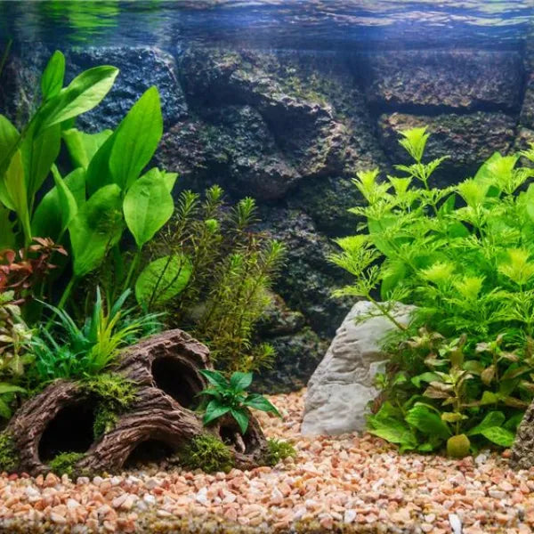 Plants & Décor