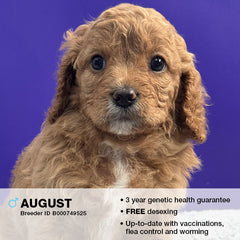 August the Cavoodle