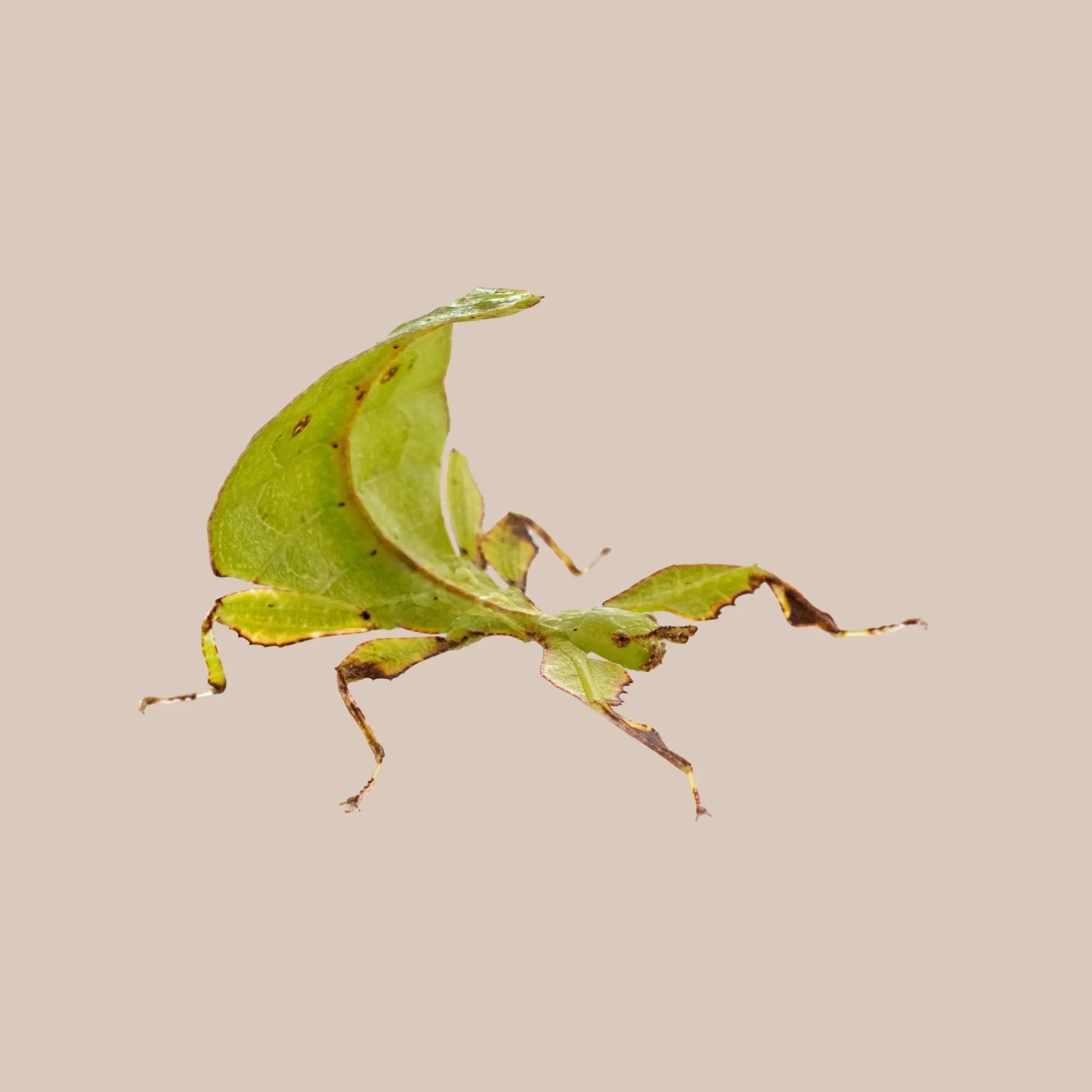Australian Leaf Insect - Kellyville Pets