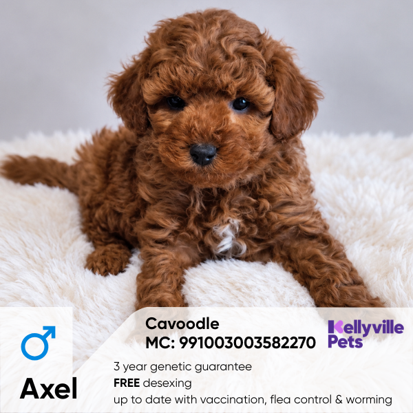 Axel