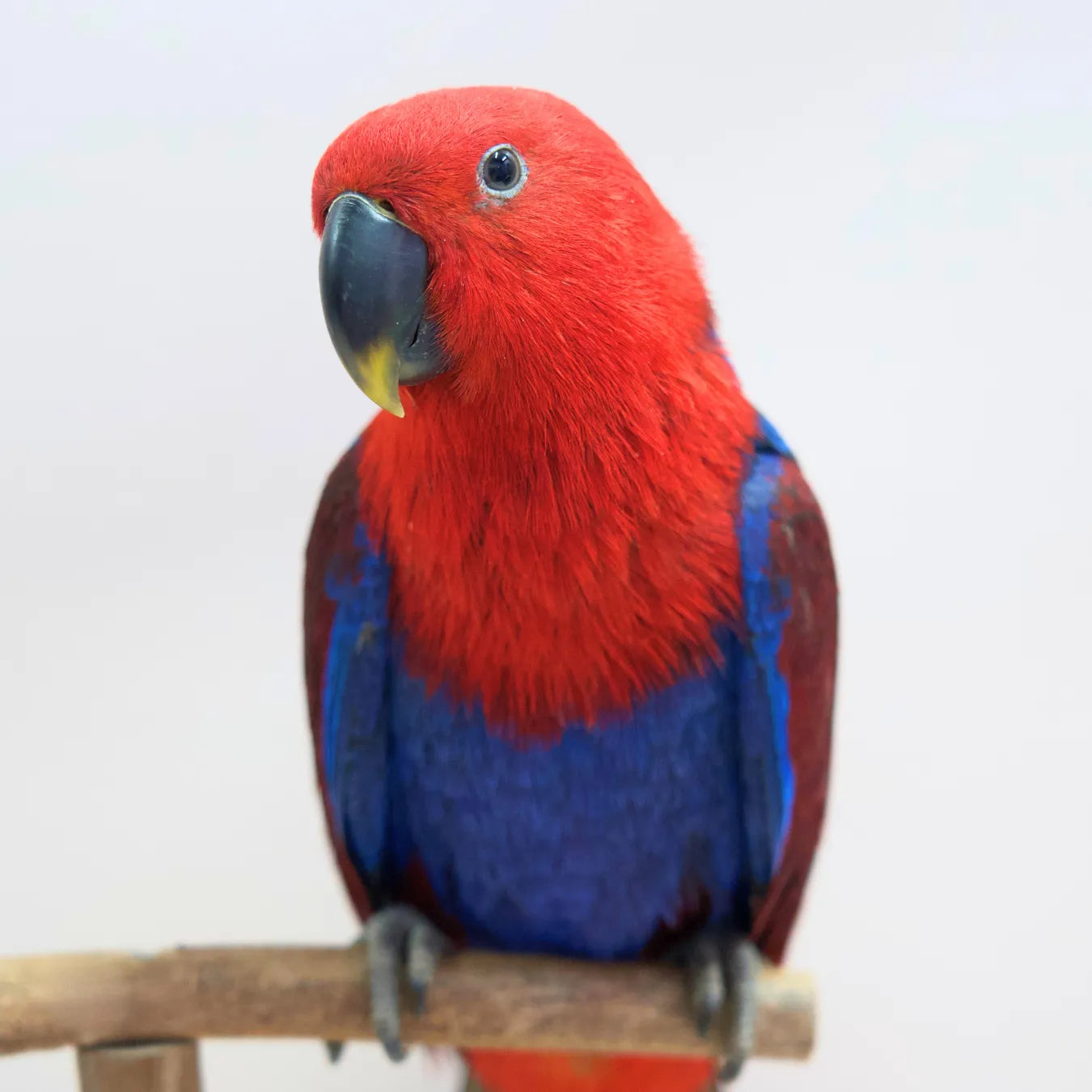 Azuki, our Hand-Raised Eclectus Parrot