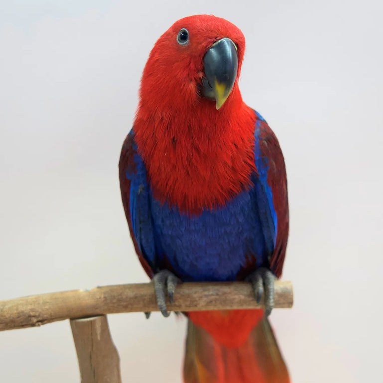 Azuki, our Hand-Raised Eclectus Parrot
