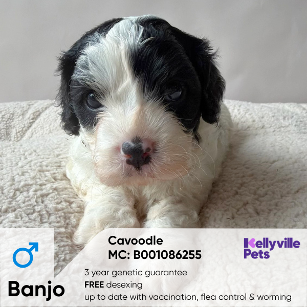 Banjo