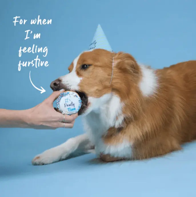 Barney's Barkery Dog Birthday Cake - Blue - Kellyville Pets