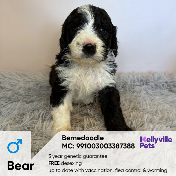Bear