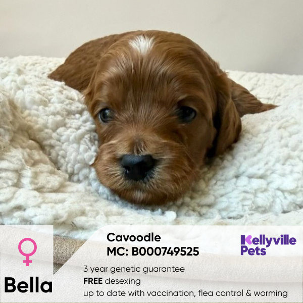 Bella