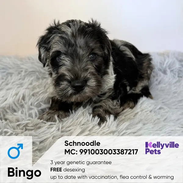 Bingo Nova