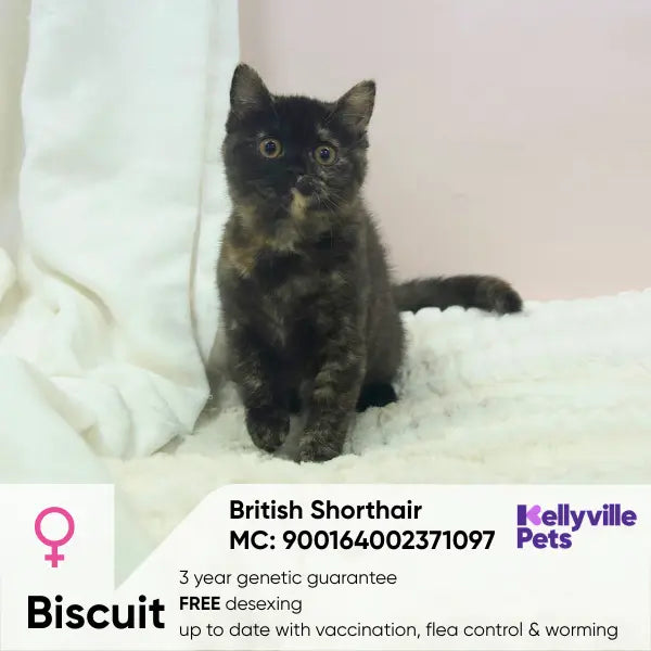 Biscuit Ivy