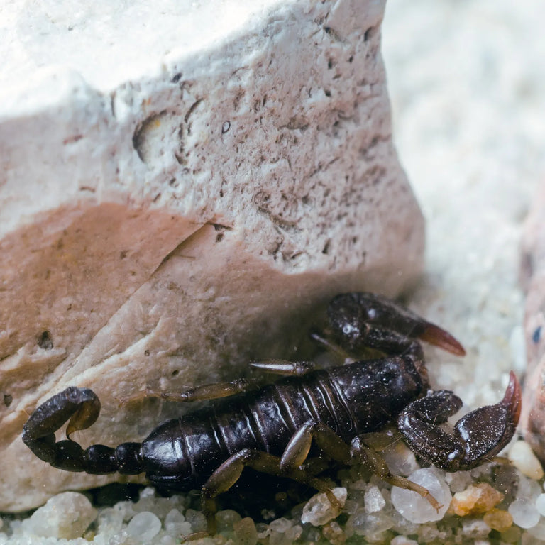 Black Rock Scorpion
