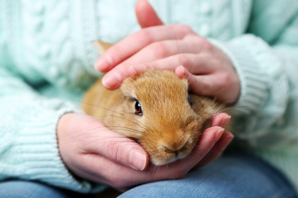 Holding a pet bunny