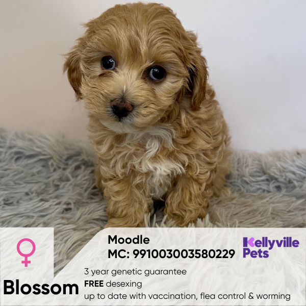 Blossom