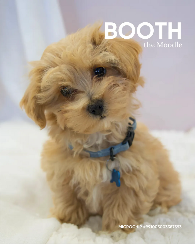 Booth