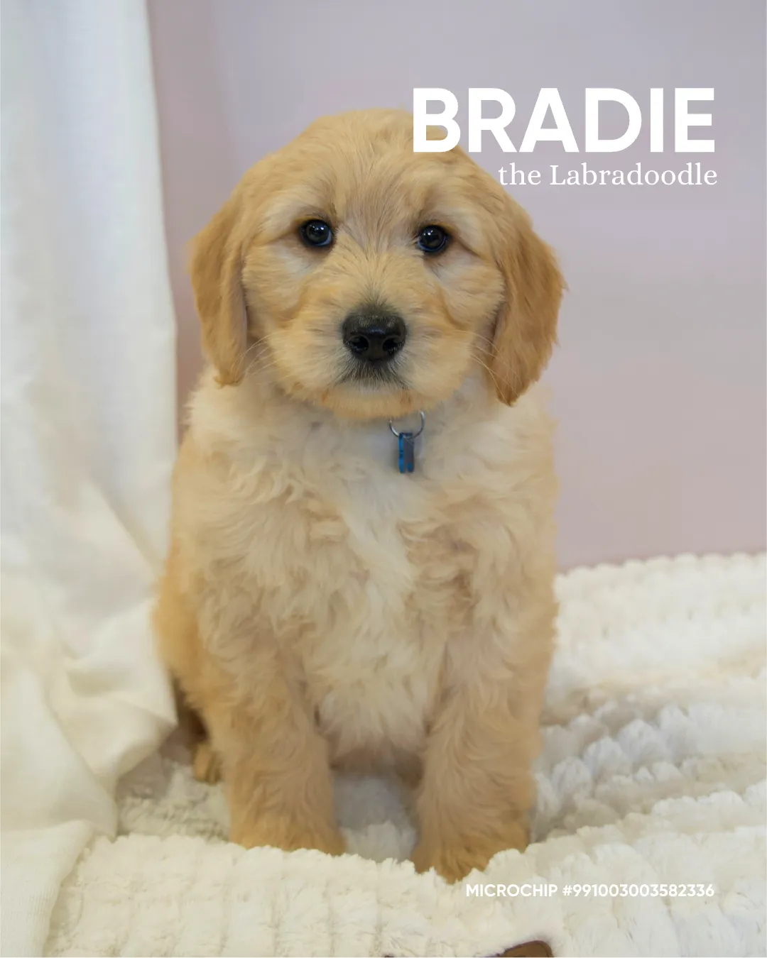 Bradie