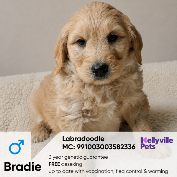 Bradie