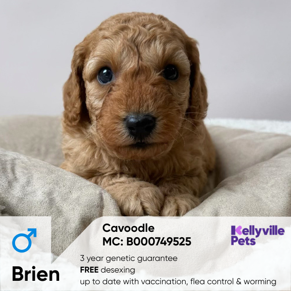 Brien