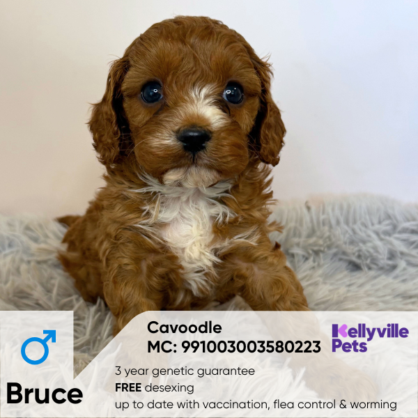 Bruce