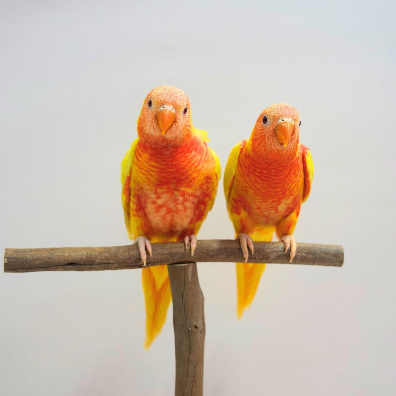 Bubbles & Fizz, our Lutino Rainbow Lorikeets