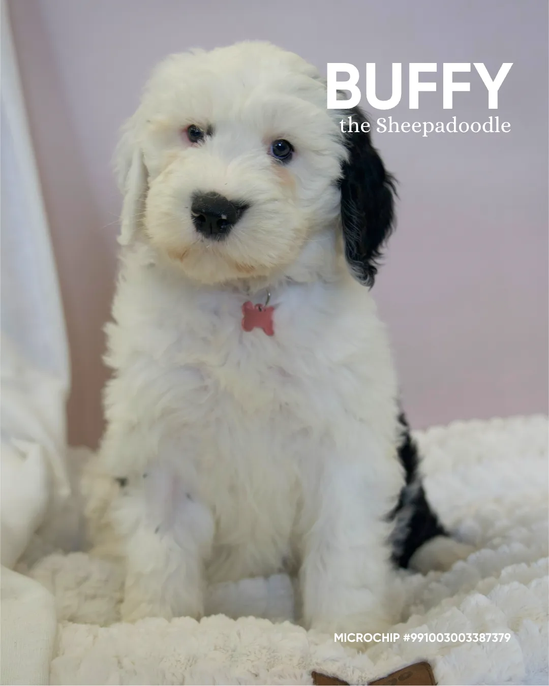 Buffy