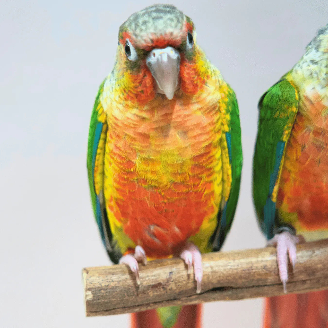 Meet Bullseye & Jessie - Hand-Raised Pineapple Green Cheek Conures