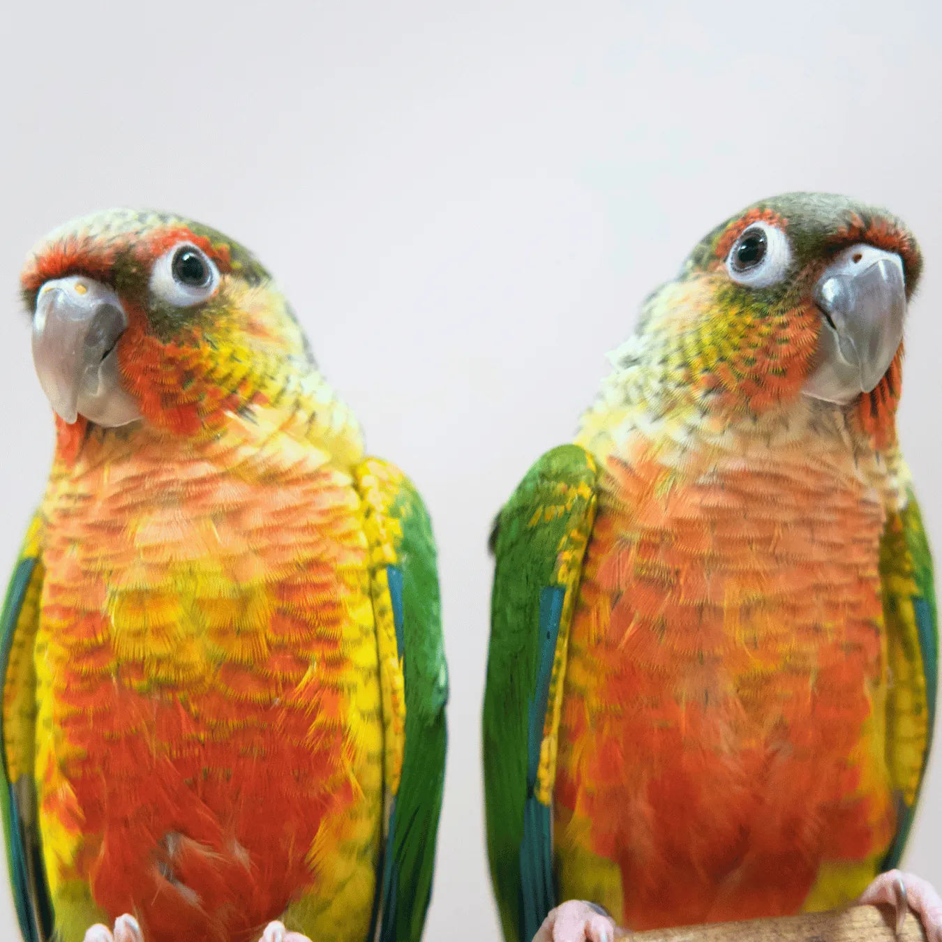 Meet Bullseye & Jessie - Hand-Raised Pineapple Green Cheek Conures