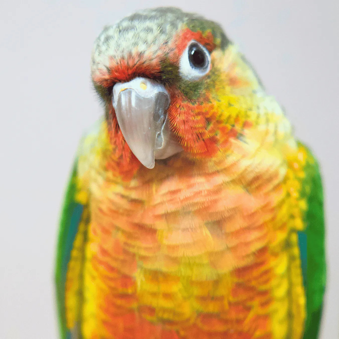 Meet Bullseye & Jessie - Hand-Raised Pineapple Green Cheek Conures