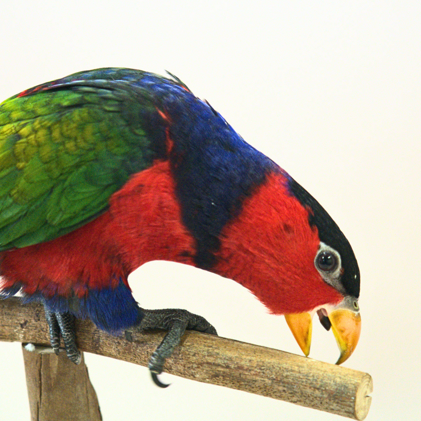 Meet Mars, our Black-Capped Lory