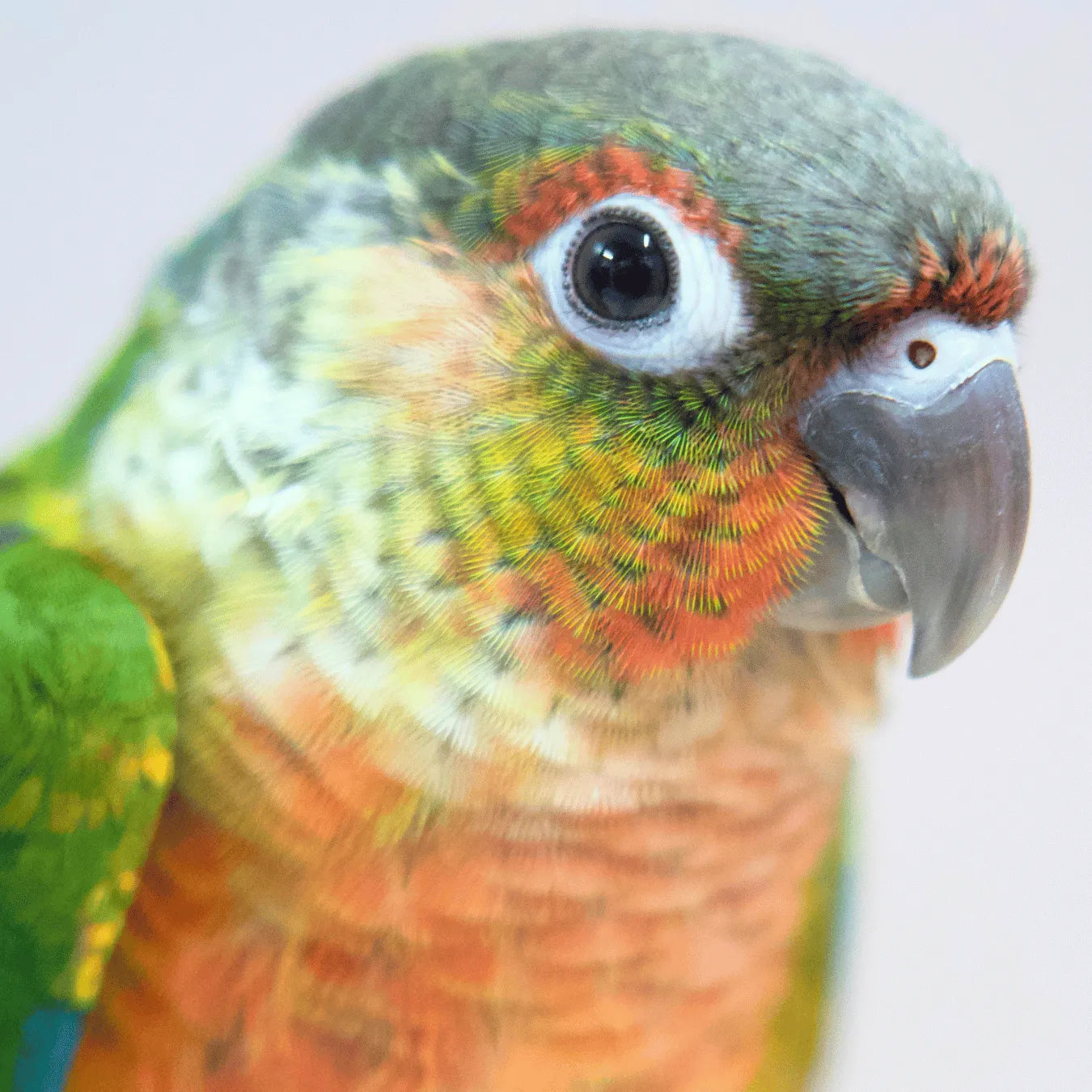 Meet Bullseye & Jessie - Hand-Raised Pineapple Green Cheek Conures